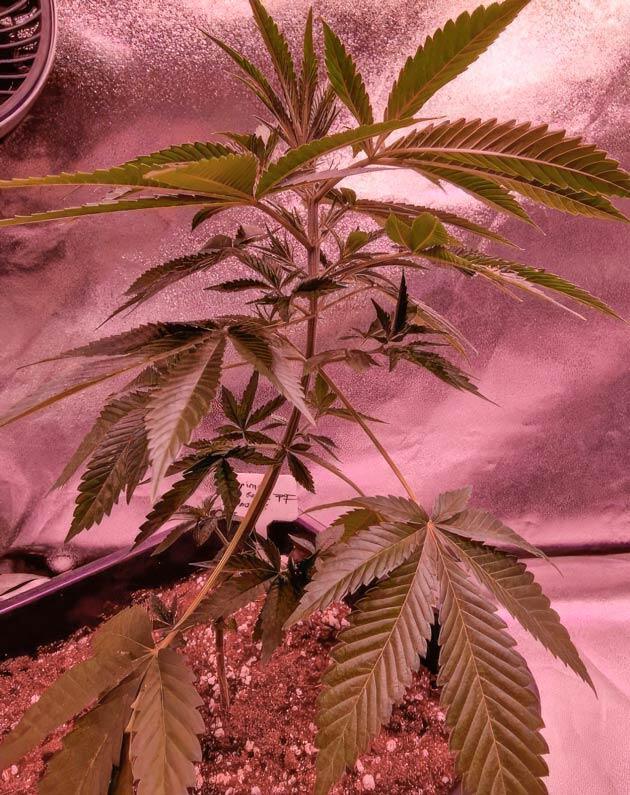 Куст Tropicana Cookies FF fem от FastBuds на 4 неделе