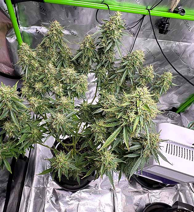 Состояние растения перед харвестом