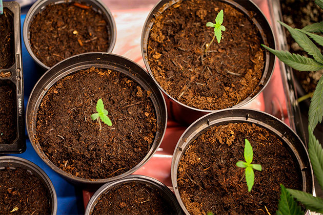 Активное развитие Ростки Runtz Auto от сидбанка Barney's Farm