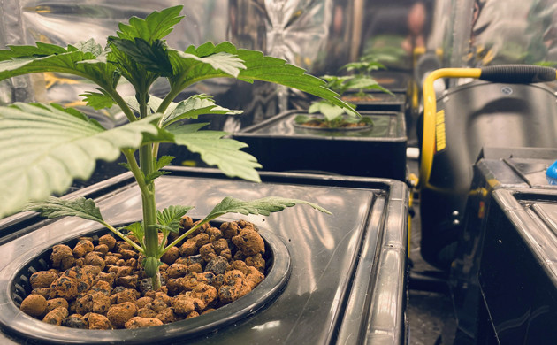 Увеличение питательного раствора Росток на второй неделе