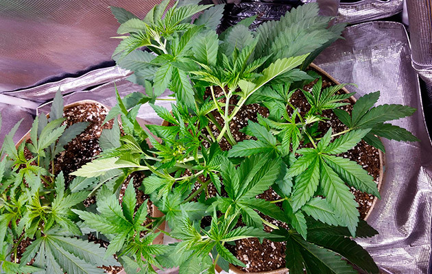 Куст после фим обрезки