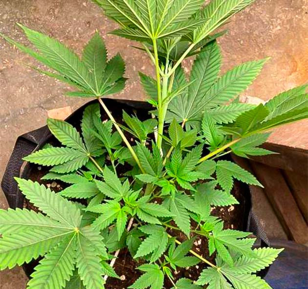 Конопля на 6 неделе роста