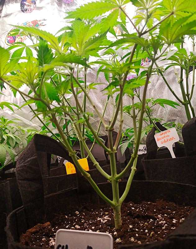 Масштабная дефолиация куста Куст с полностью обрезанными нижними листьями