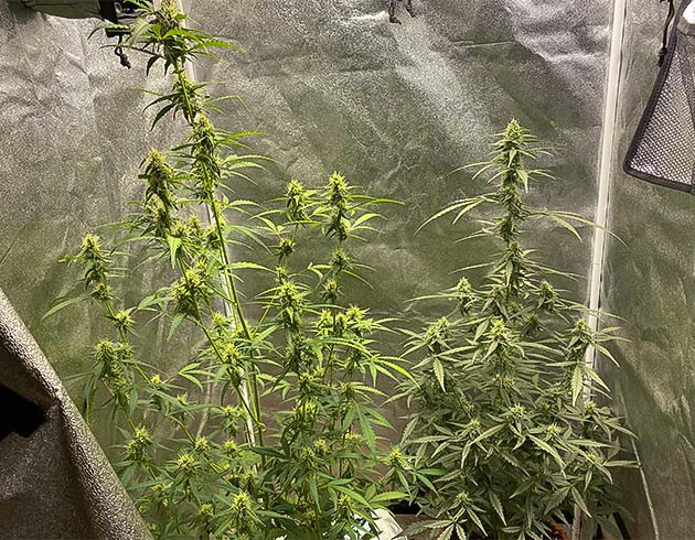 Появление трихом Начало цветения Purple Punch Auto