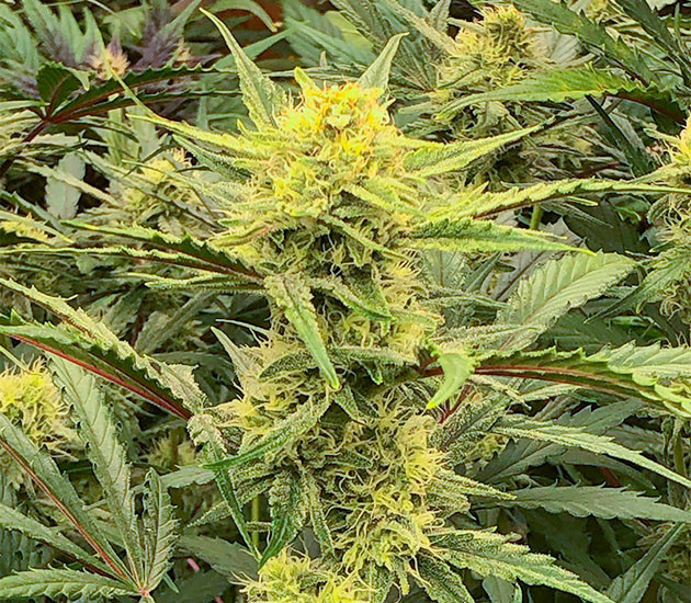 Куст Gelato Auto на цветении