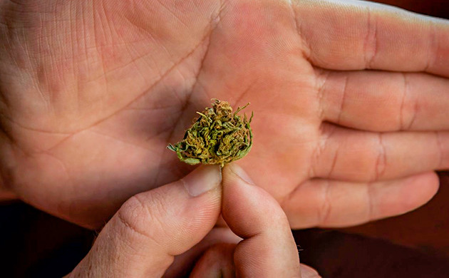 Передозировка каннабисом: поиск баланса для избежания головной боли Умеренное потребление каннабиса: ключ к предотвращению негативных последствий