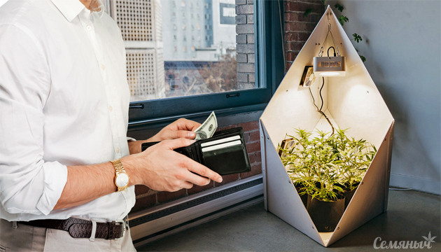 Сколько стоит вырастить куст конопли в индоре