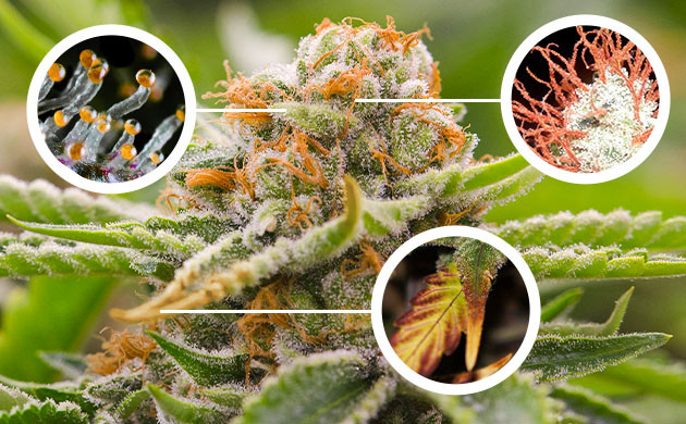 Оценка состояния трихом, стигм, листьев