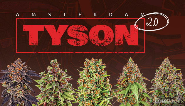 открытиe кофешопа Майка Тайсона в Амстердаме