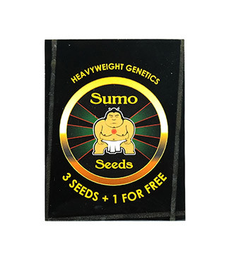 Amnesia Ganja Haze Auto fem (Sumo Seeds)