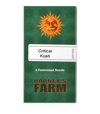 Critical Kush fem (Barney's Farm)