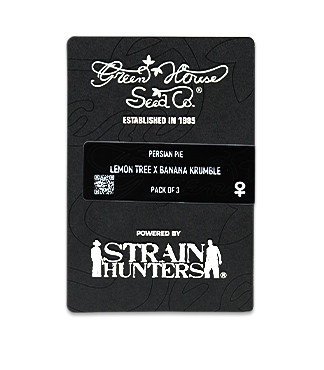 Persian Pie fem (GHS)