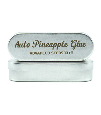 Auto Pineapple Glue fem (Advanced Seeds)