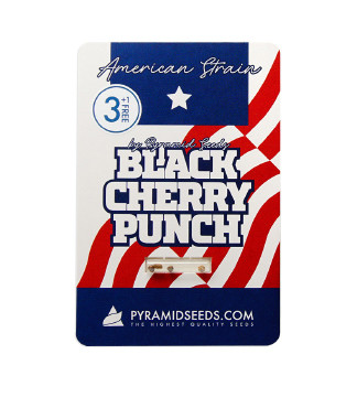 Black Cherry Punch fem (Pyramid Seeds)