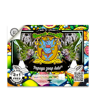 Papaya Zoap Auto fem (Sweet Seeds)