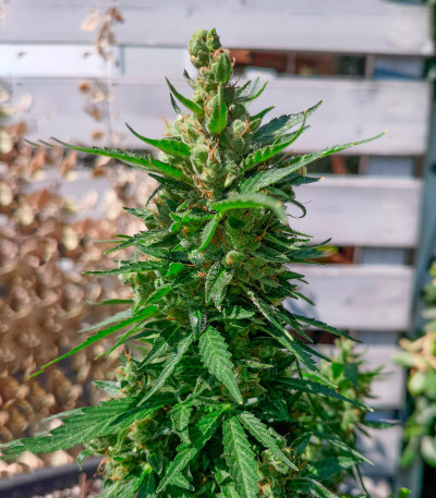 Семена сорта Kali Mist Auto fem (Семяныч)