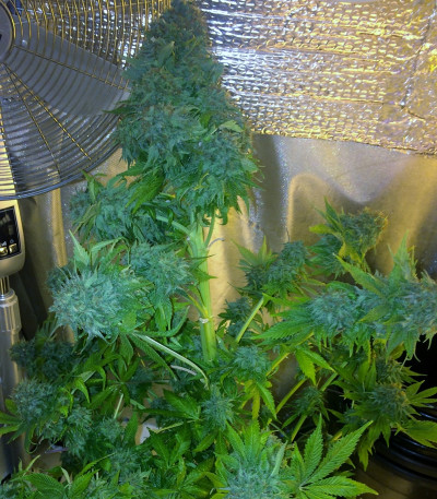 Семена сорта Dream Machine fem (Heavyweight Seeds)