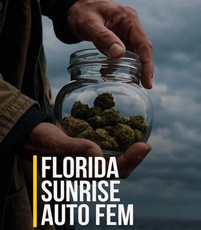 Семена сорта Florida Sunrise Auto fem (7CH American)