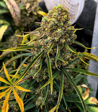 Семена сорта Grape Kong Auto fem от Семяныча