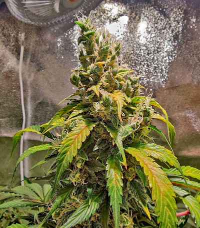 Семена сорта Northern Lights Auto fem (Herbies Seeds)