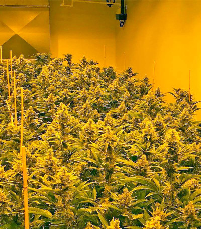 Семена сорта Papaya reg