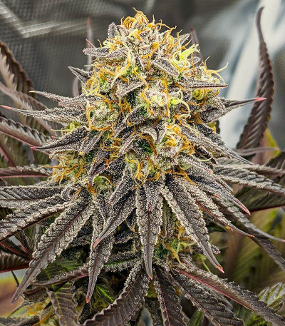 Семена сорта Punch Cookies fem (AlphaFem Seeds)