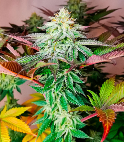 Семена сорта Lemon Orange fem (Green House Seeds)