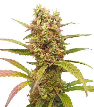 Семена сорта HulkBerry Automatic fem (RQS)