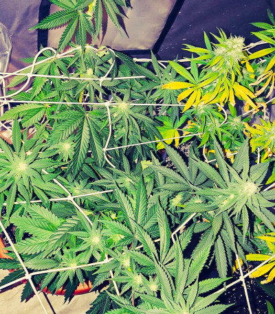 Семена сорта Sweet ZZ Automatic fem (RQS)