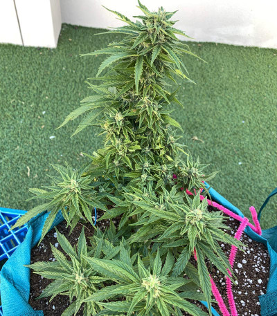 Семена сорта Auto Mazar fem (Dutch Passion)