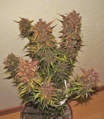 Семена сорта Crystal METH Auto fem (FastBuds)