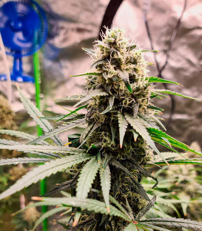 Семена сорта Fast Flowering OGKZ fem (Humboldt Seeds)