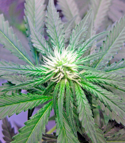 Семена сорта Shark Attack fem (Dinafem Seeds)