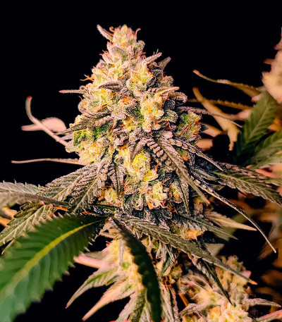 Семена сорта Fullgas fem (Green House Seeds)