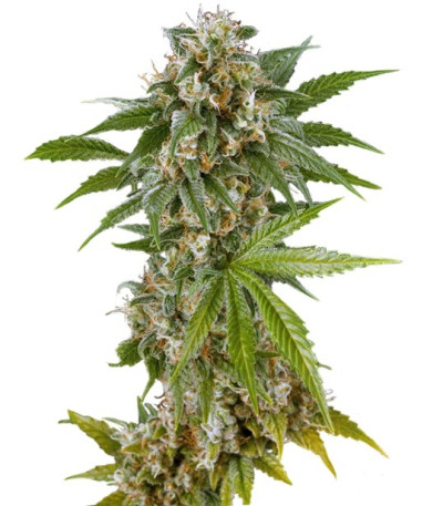 Семена сорта Kush-N-Cheese fem