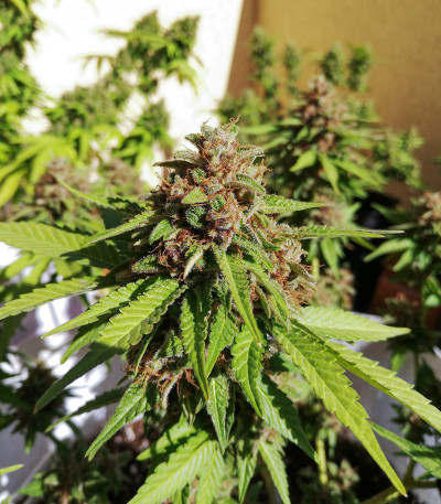 Семена сорта Black Cherry Punch fem (Pyramid Seeds)