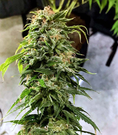 Семена сорта Blueberry Hill fem (Herbies Seeds)