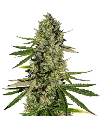 Микс семян конопли High THC Photo Mix fem (Семяныч)