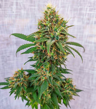 Семена сорта I'm Alive fem (AlphaFem Seeds)