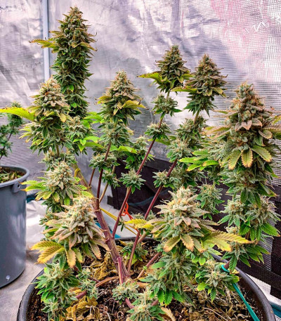 Семена сорта Jungle Lava fem (Original Sensible Seeds)