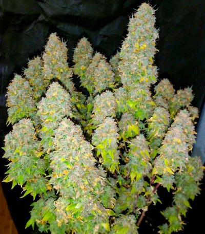 Семена сорта Black Widow fem (Семяныч)