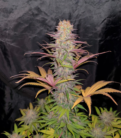 Семена сорта Gelato 242 fem