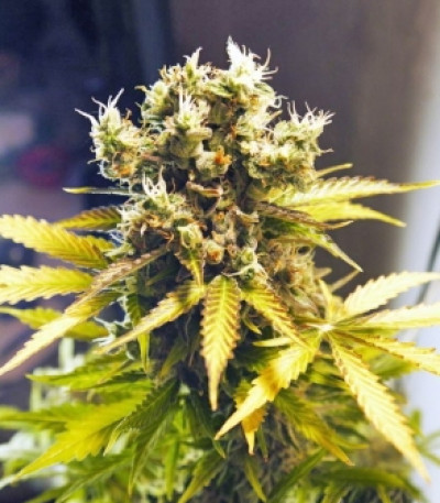 Семена сорта Royal Kush Automatic fem