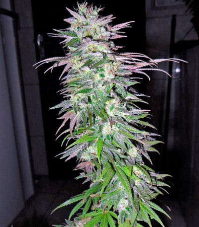 Семена каннабиса Snow Bud 