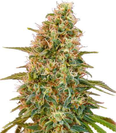 Семена сорта Auto Zkittlez fem (Advanced Seeds)