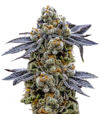 Семена сорта Grapes fem (UKHTA)