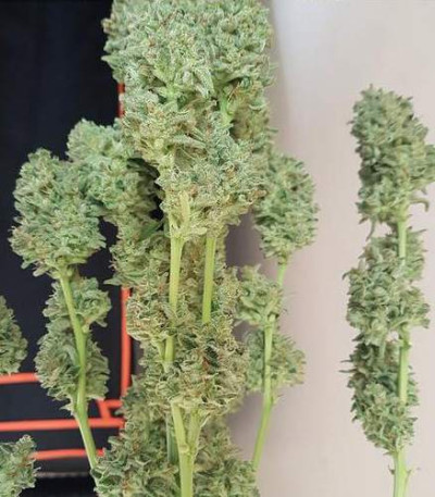 Семена сорта Amnesia Haze Auto Fem (Vision Seeds)