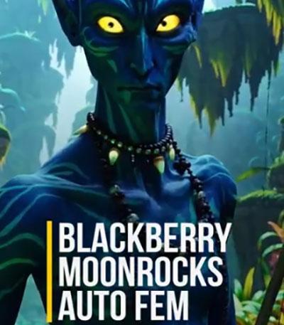 Семена сорта Blackberry Moonrocks Auto fem (AlphaFem Seeds)