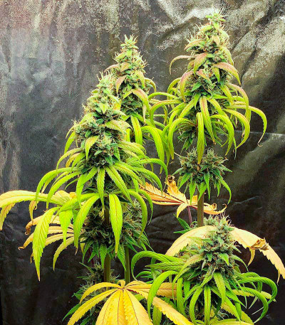 Семена сорта Gushers fem (7CH Seeds & Advanced Seeds)