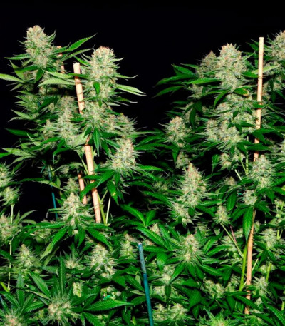 Семена сорта Veneno fem